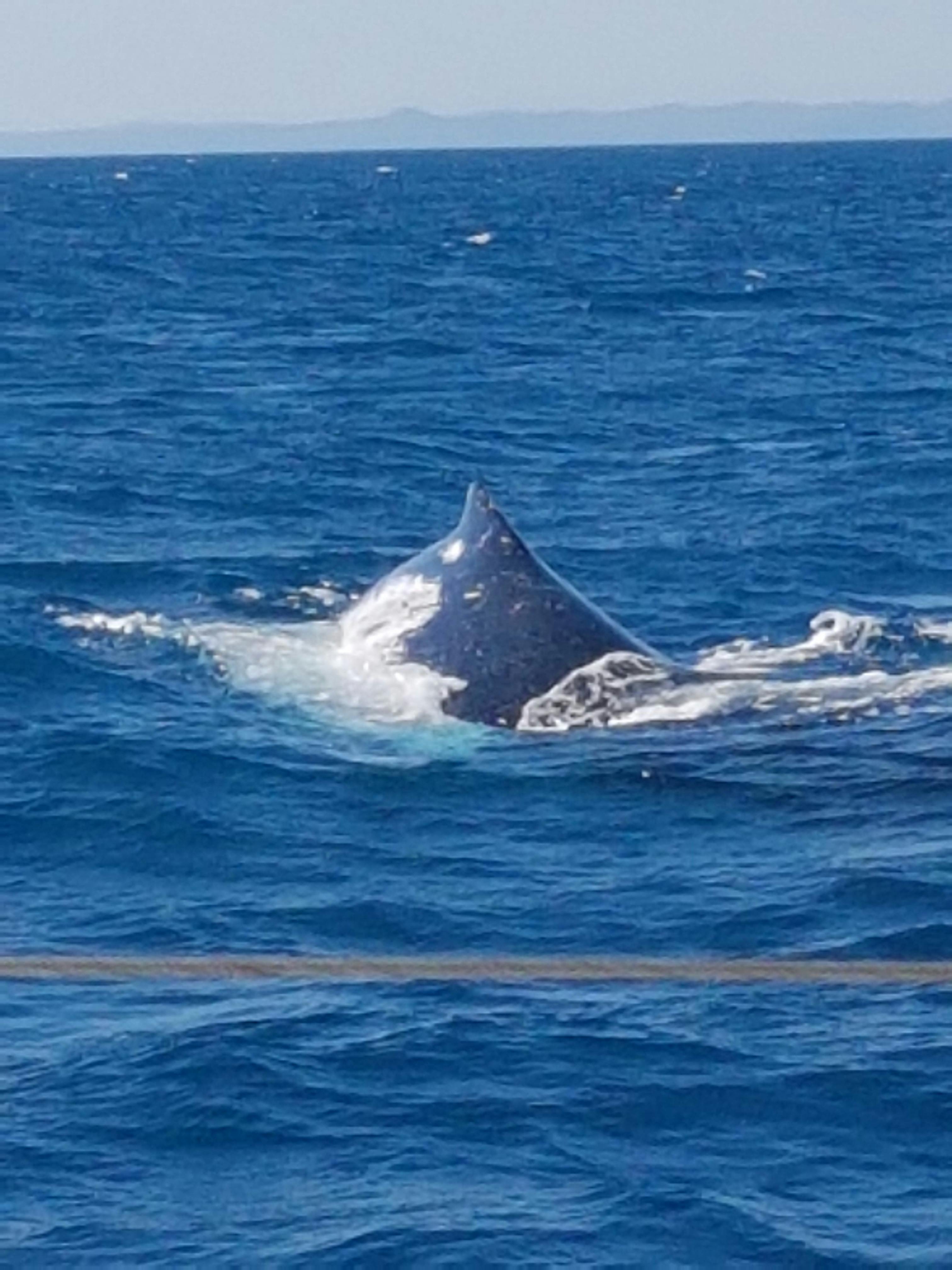 Whales respond to the Didjeridu, an incredible experience