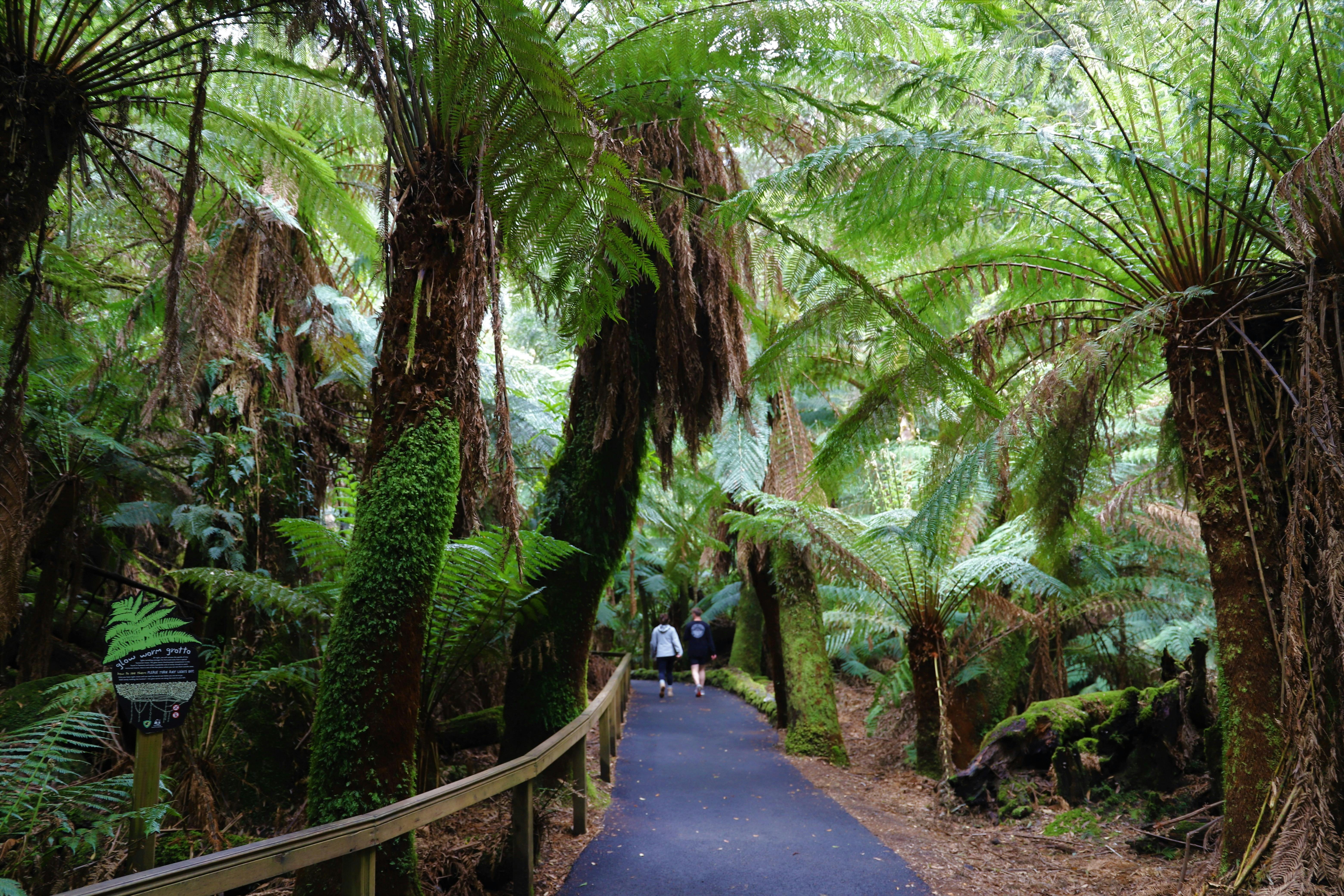 The temperate rainforest in Mt Field National  Park