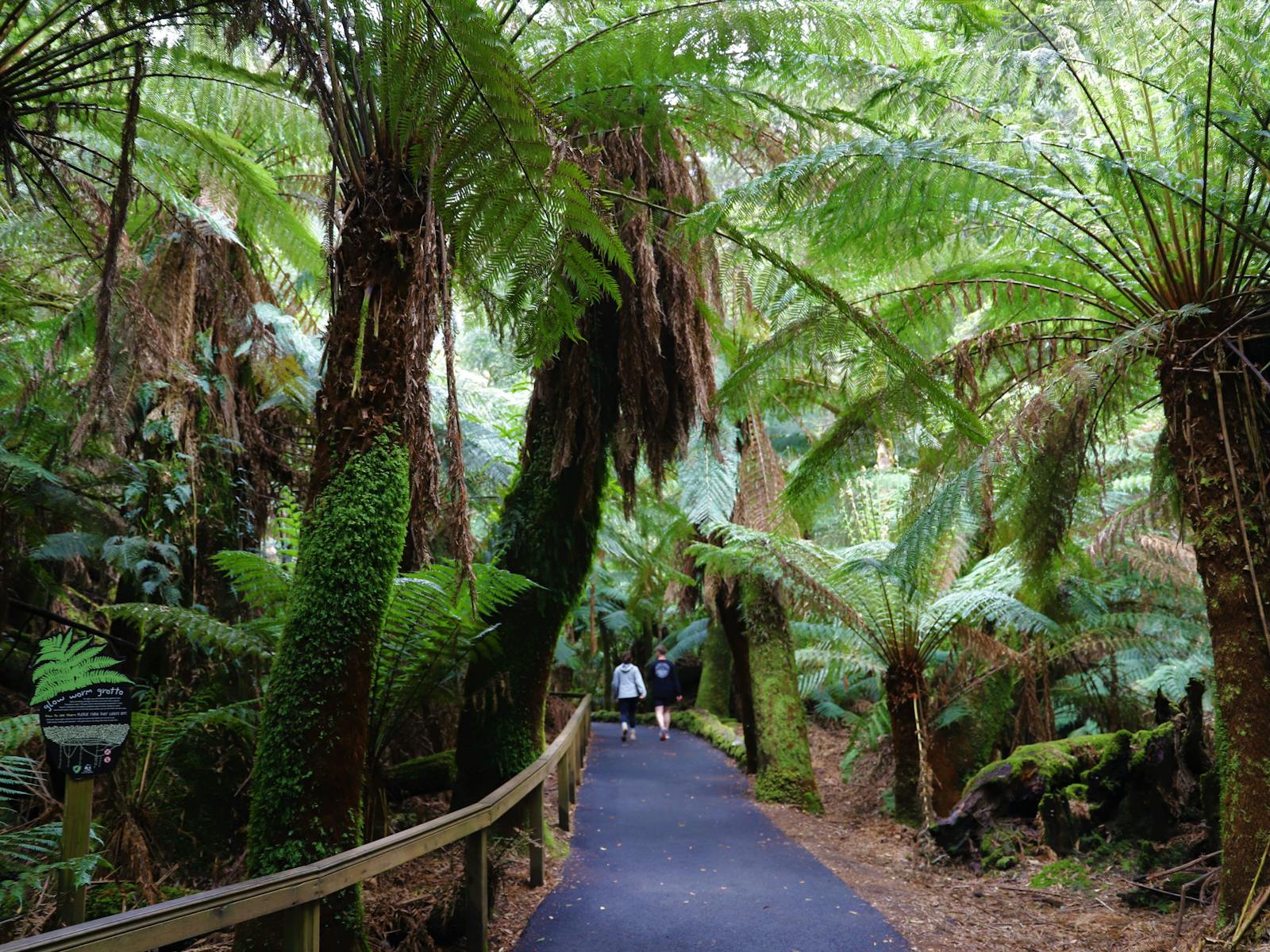 The temperate rainforest in Mt Field National  Park