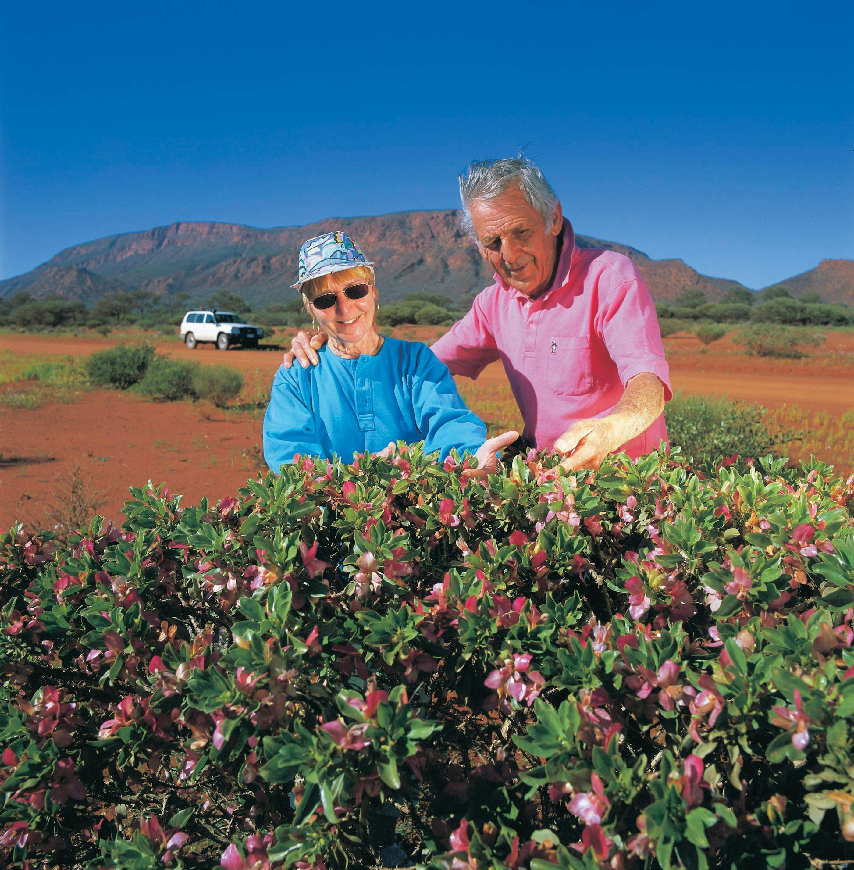 Northern Explorer Wildflower Trail, Gascoyne Junction, Western Australia