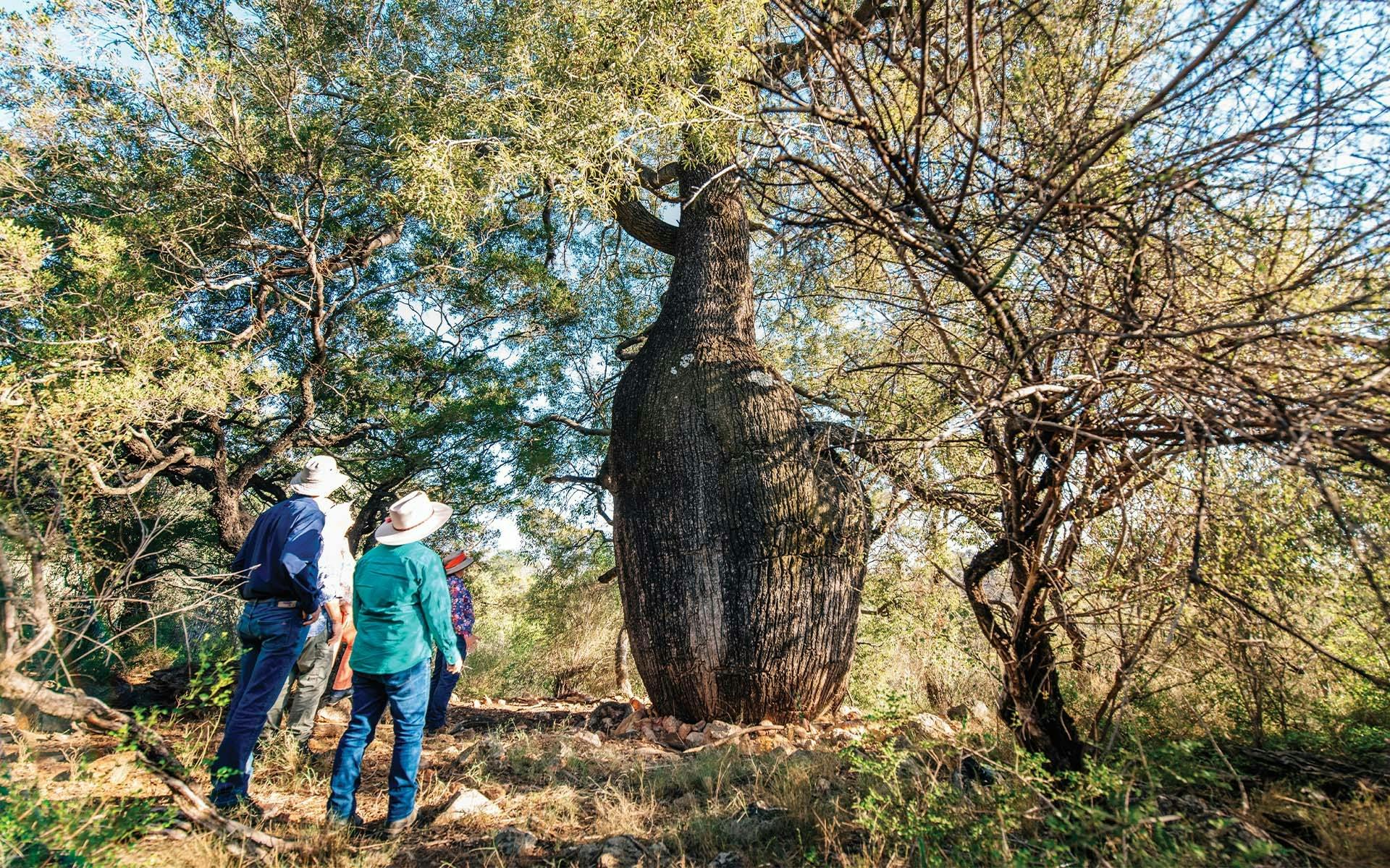 Two Boobook Explore guides looking at Roma's Biggest Bottle Tree