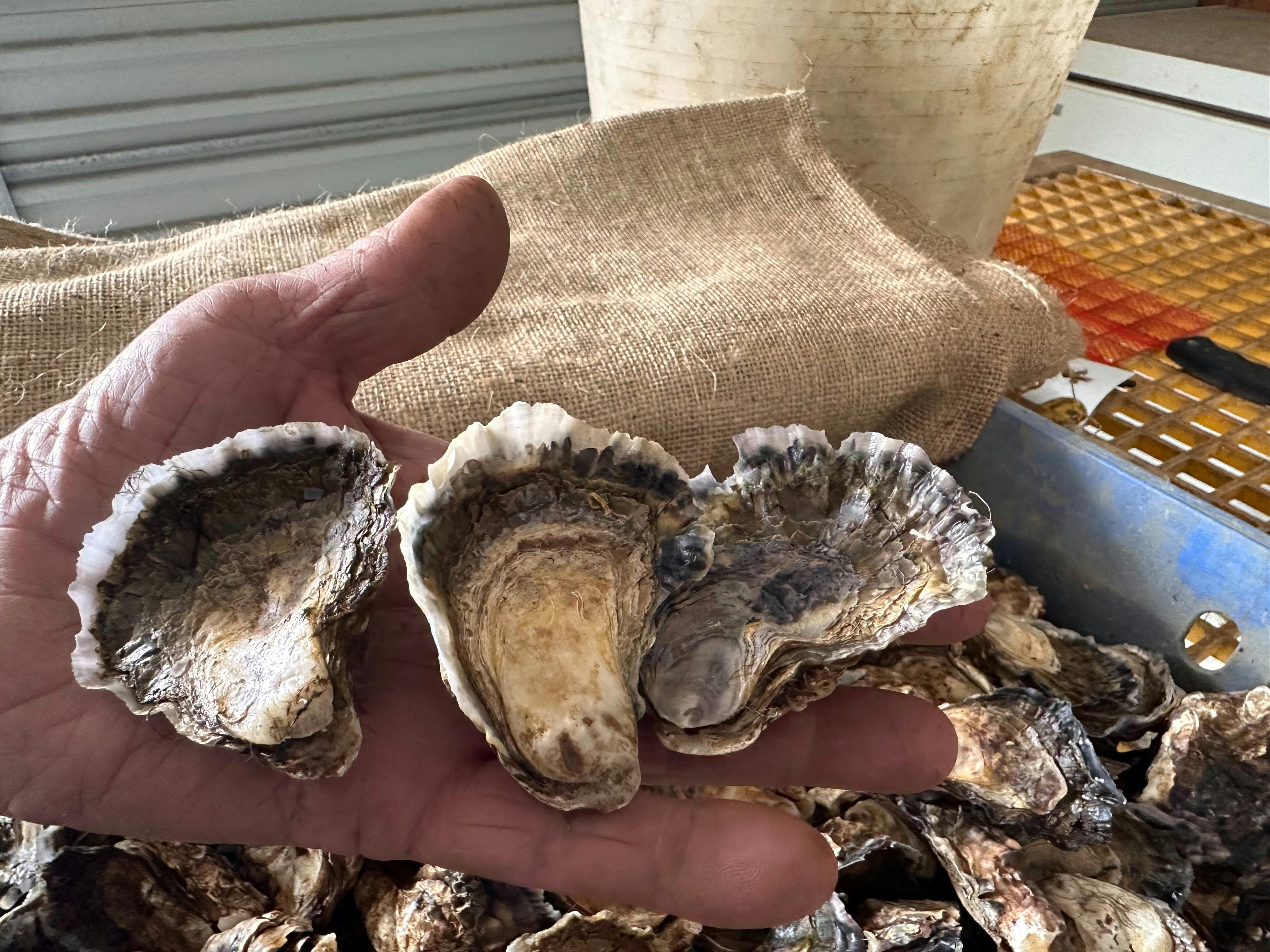 Mangrove Jack oysters