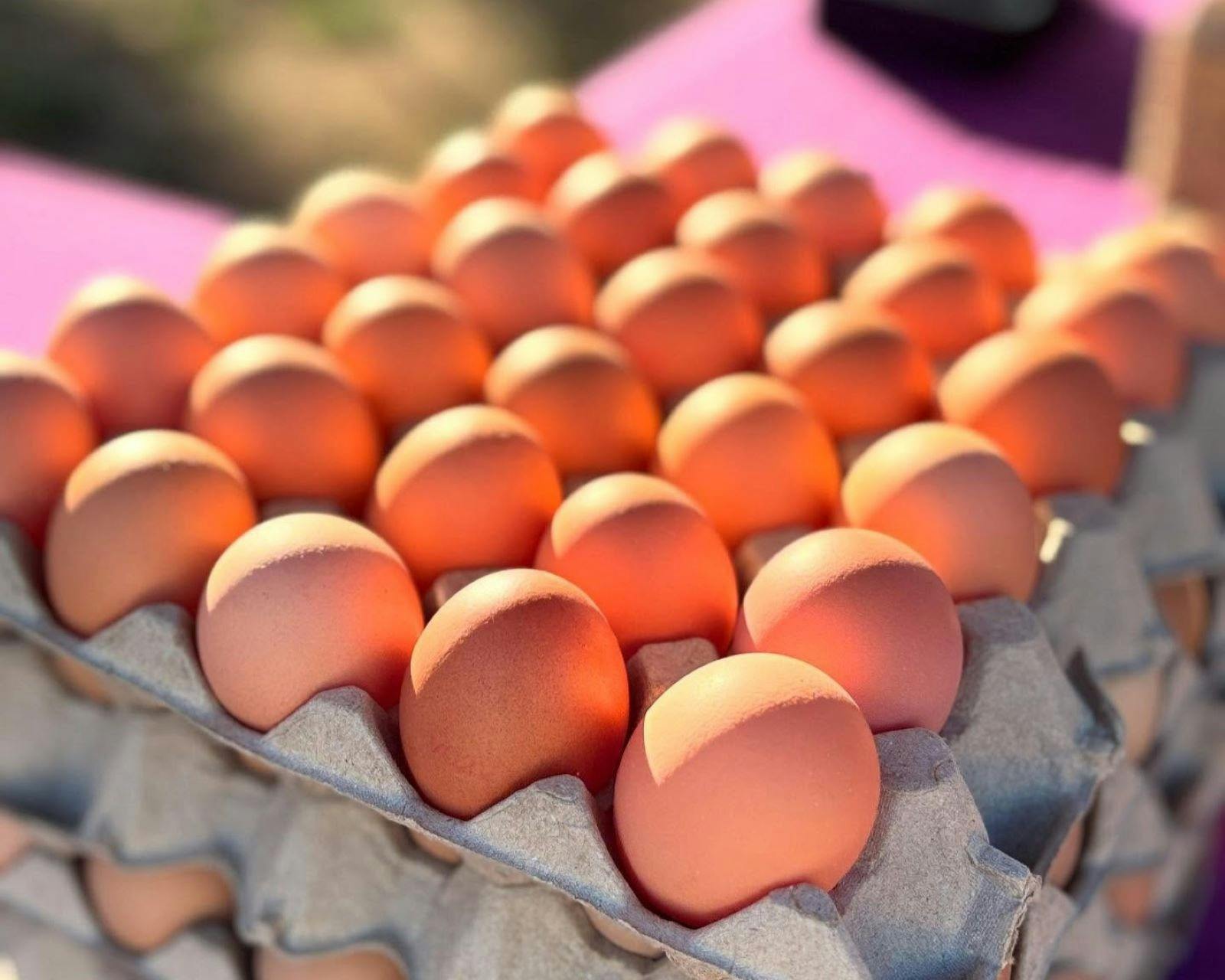 Free range eggs in a carton