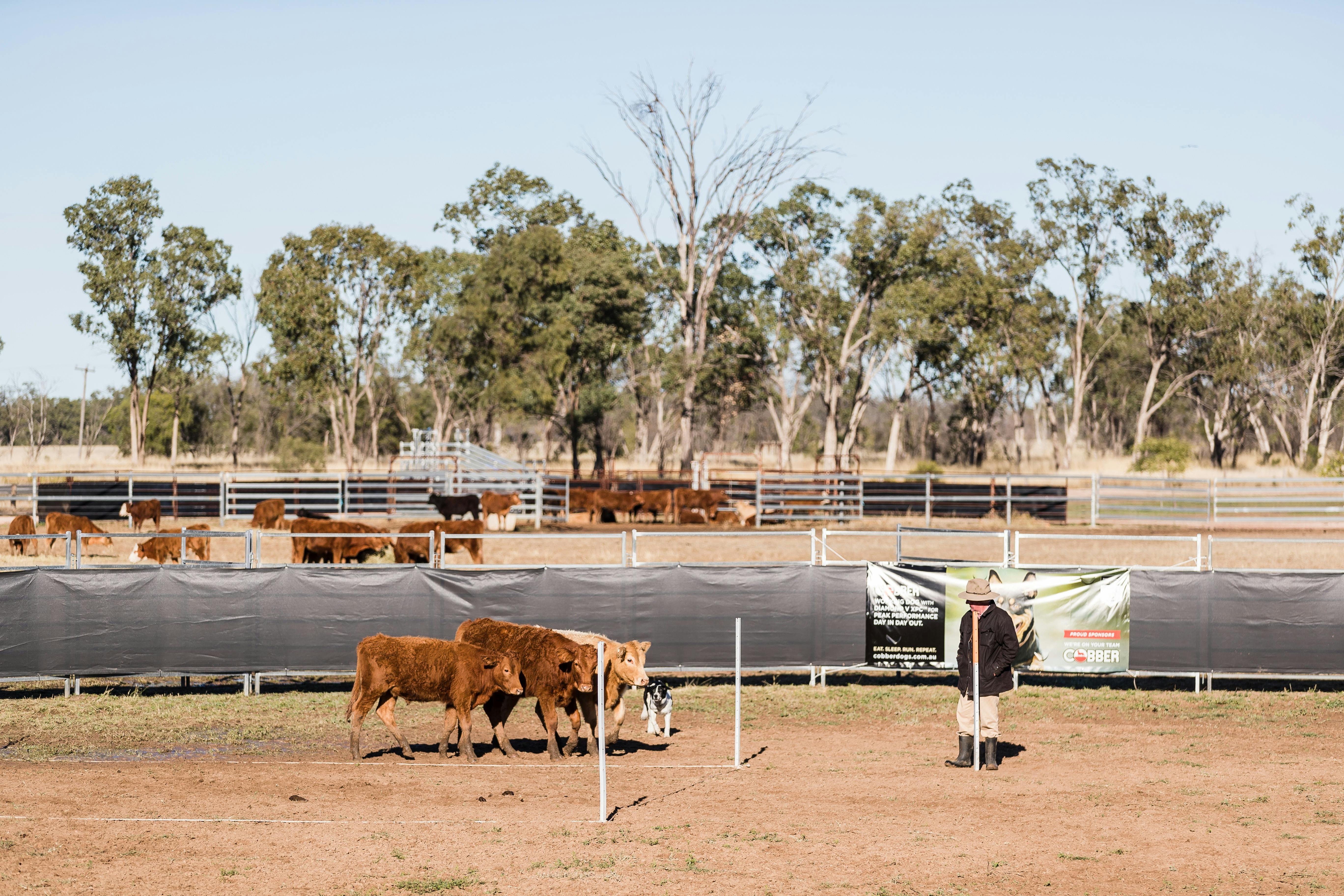 Wallumbilla Dog Trial