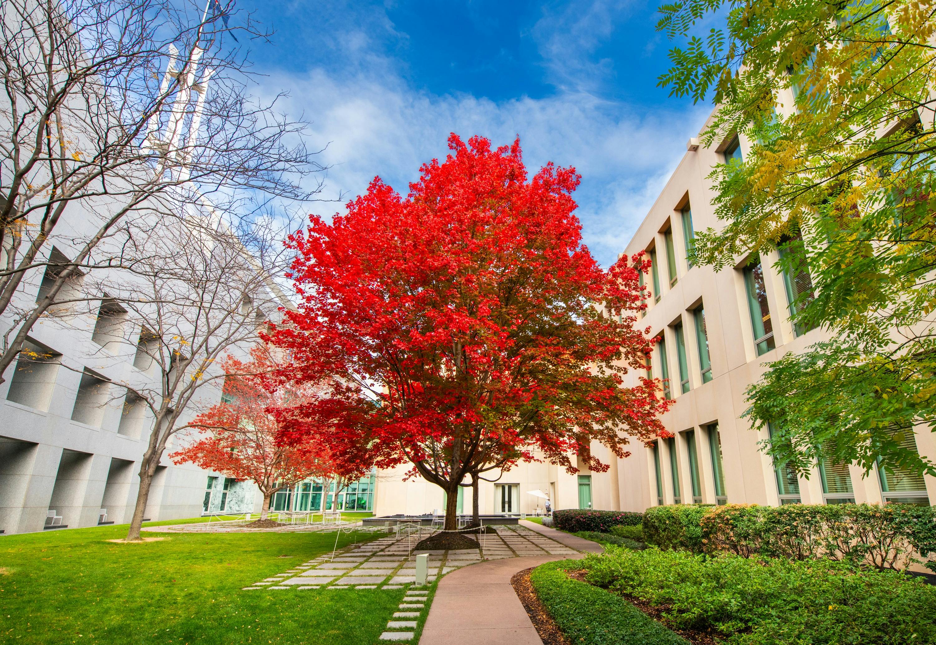 Vibrant red maple tree in a Parliament House courtyard