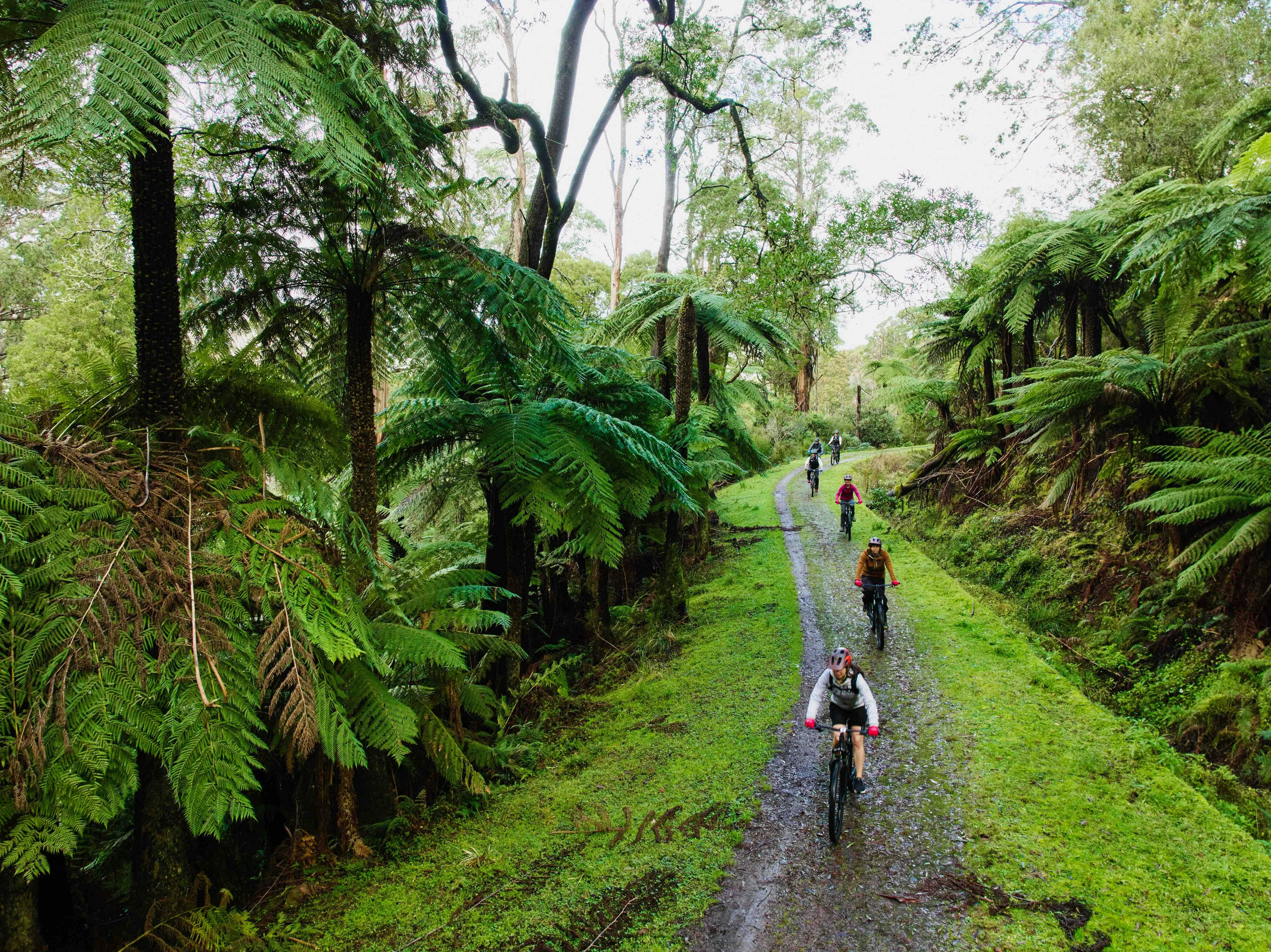 Wind your way along the iconic O’Shannassy Aqueduct Trail.
