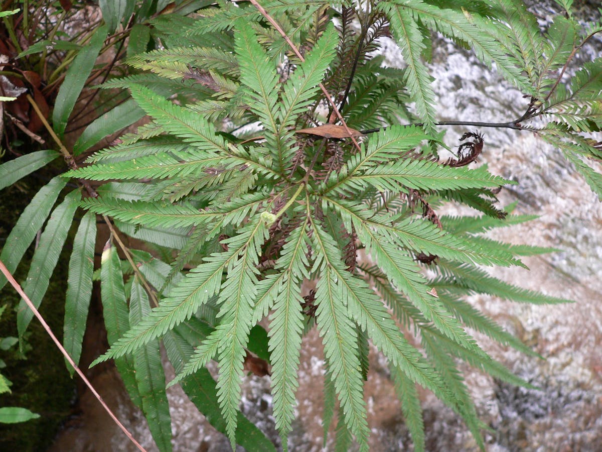 Fern with clear stream in background.