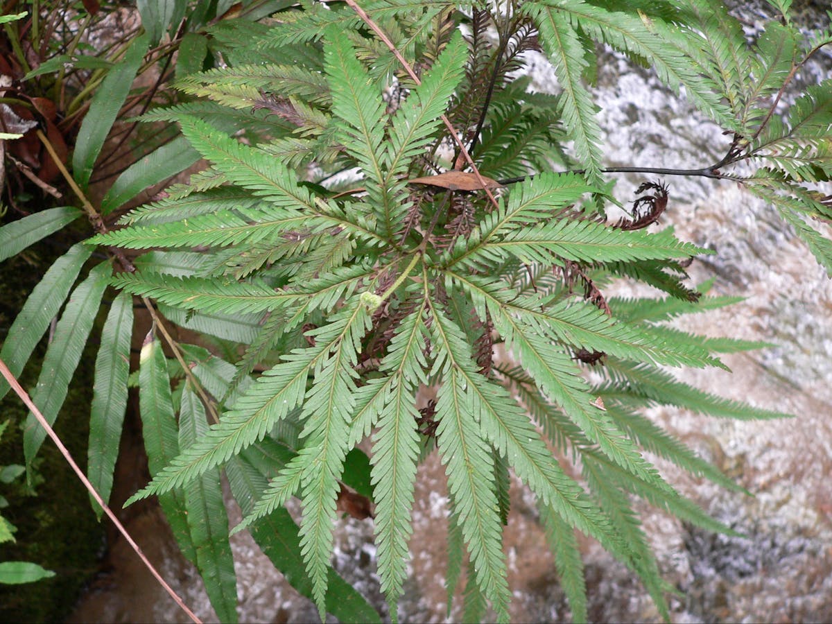 Fern with clear stream in background.