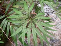 Fern with clear stream in background.