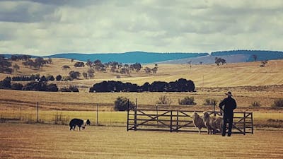 Sheep Dog Trials