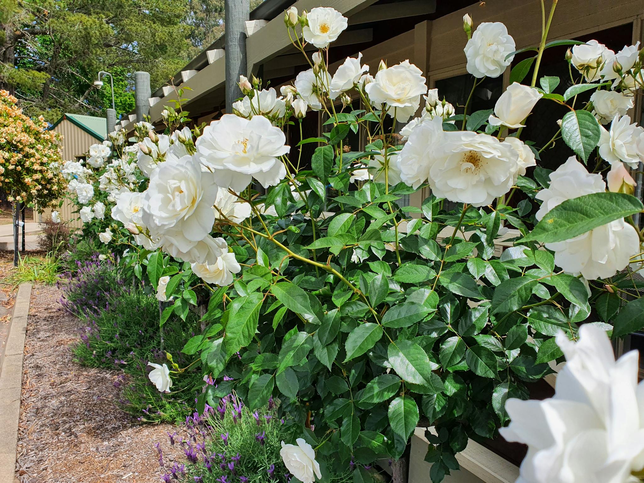 Deluxe Queen Suites overlook rose garden