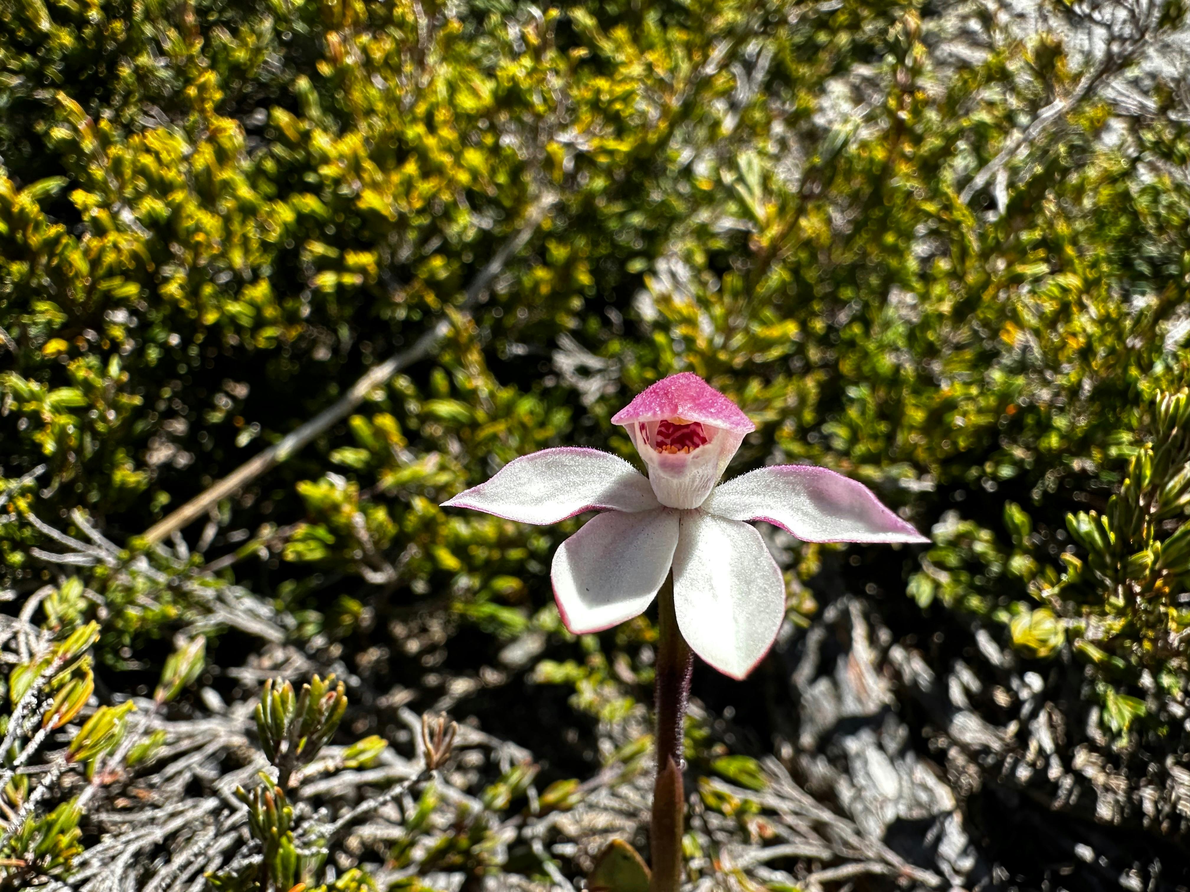 A pink and white flower surrounded by scrub.