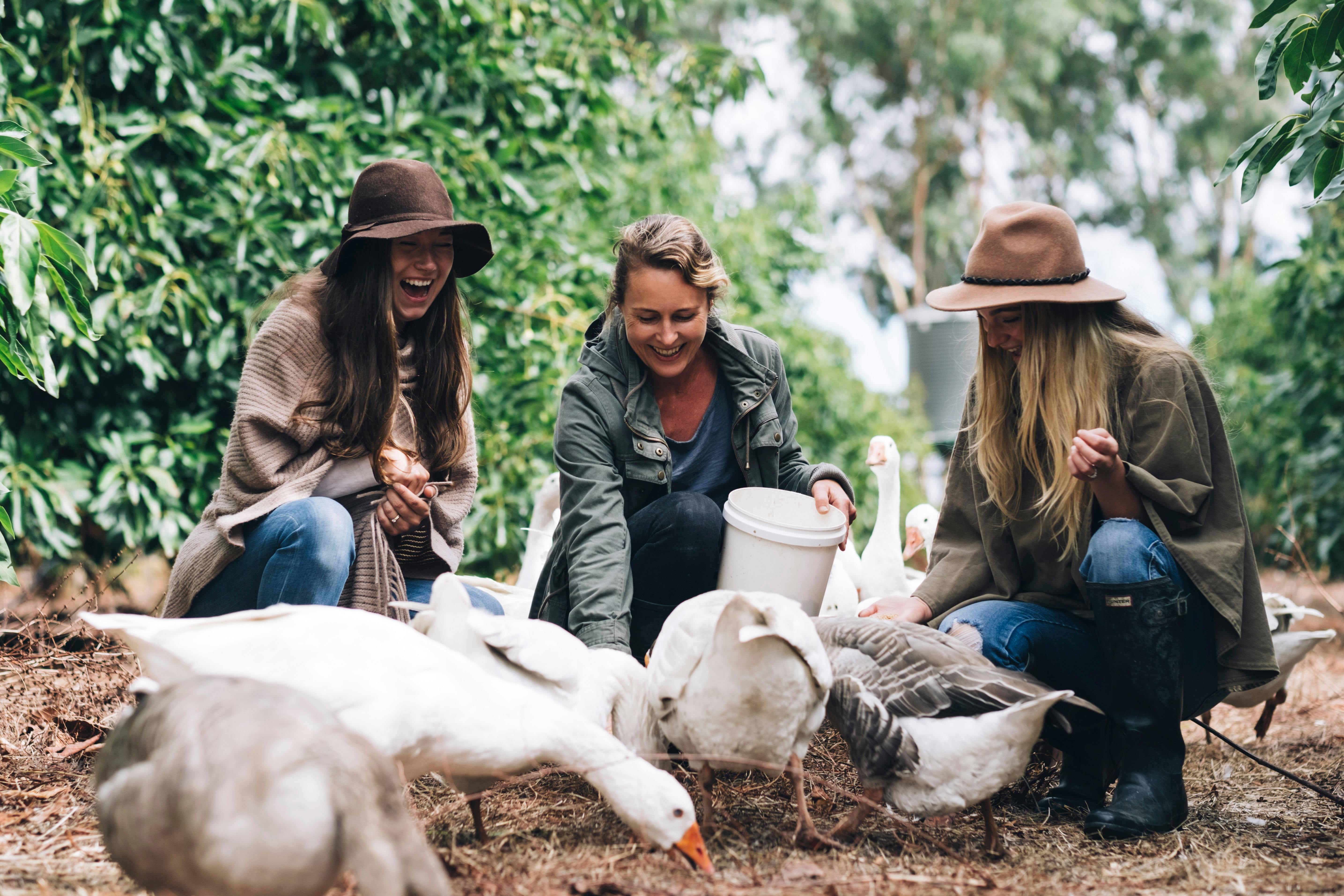 Feeding the geese