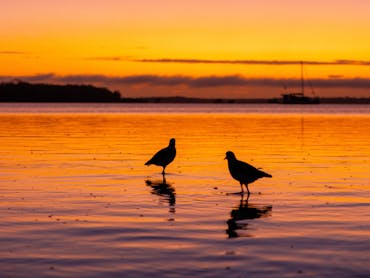 Two birds on a beach at sunset with the tied rolling out and a boat in the background Two birds on a beach at sunset with the tied rolling out and a boat in the background