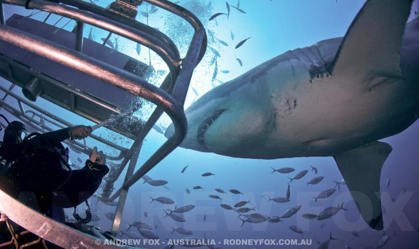 Great White Expedition 4 Days3 Nights