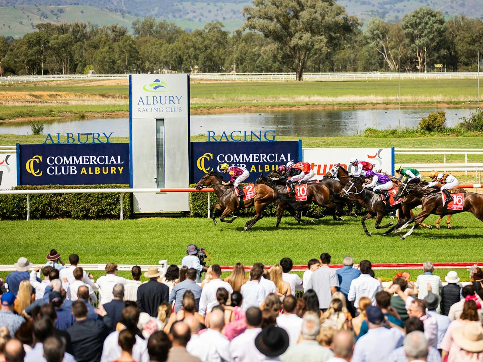 Horse at winning post
