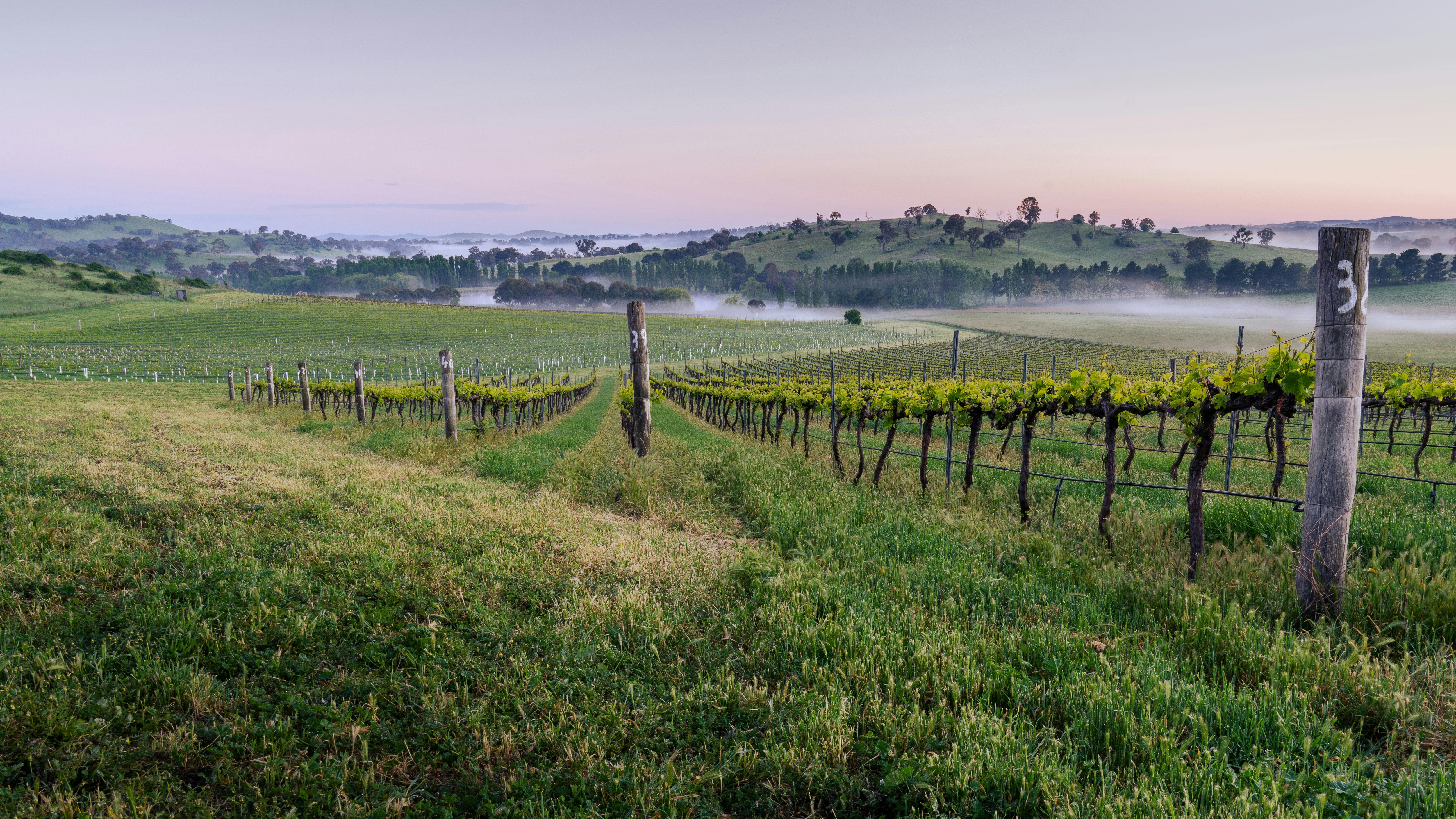 Poachers Vineyard, chardonnay, reisling and syrah block