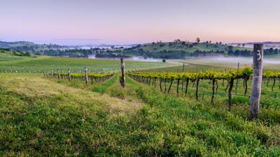 Poachers Vineyard, chardonnay, reisling and syrah block