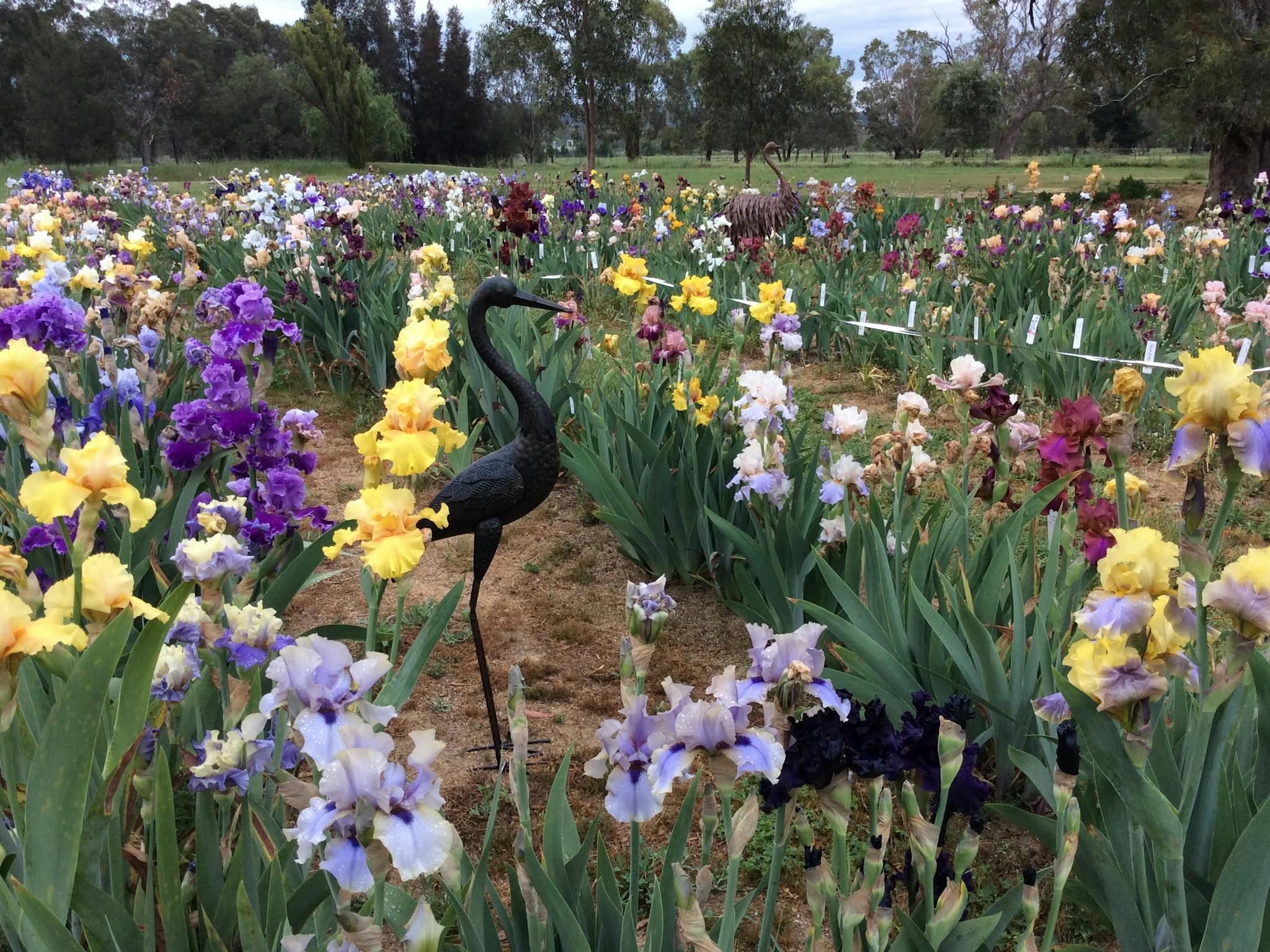 Over 800 bearded irises on display in October