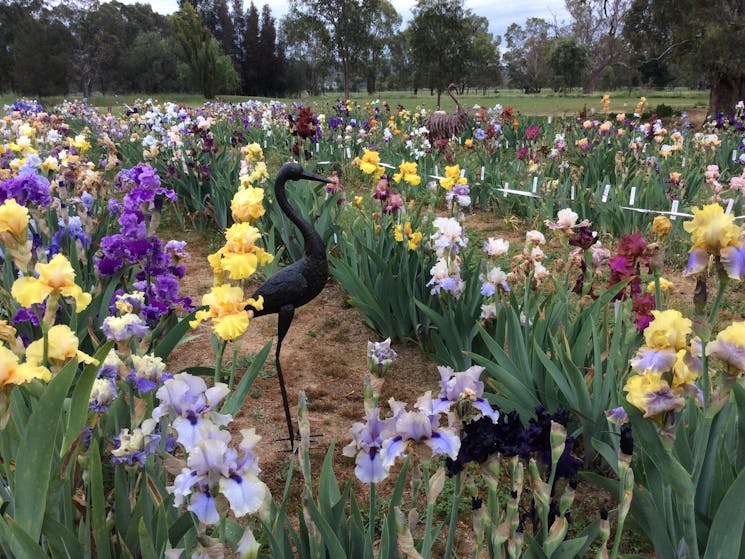 Over 800 bearded irises on display in October