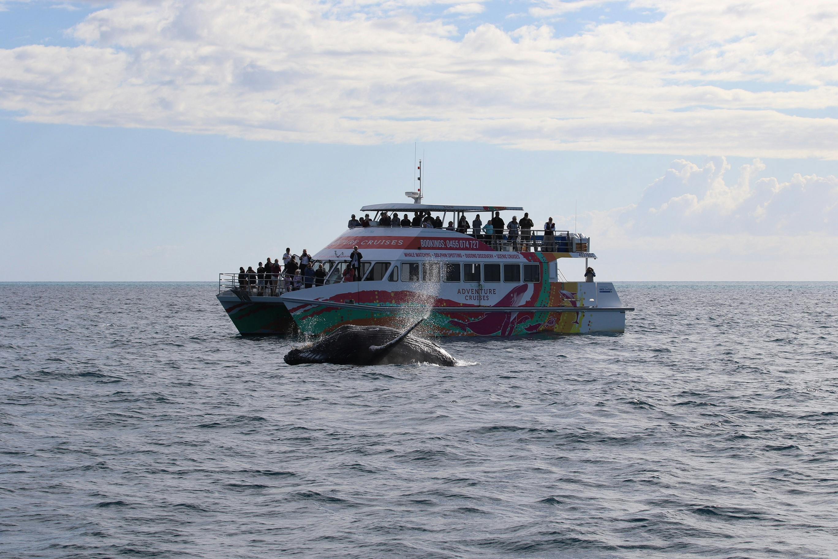 Whales tend to head to our boat for a look at the humans