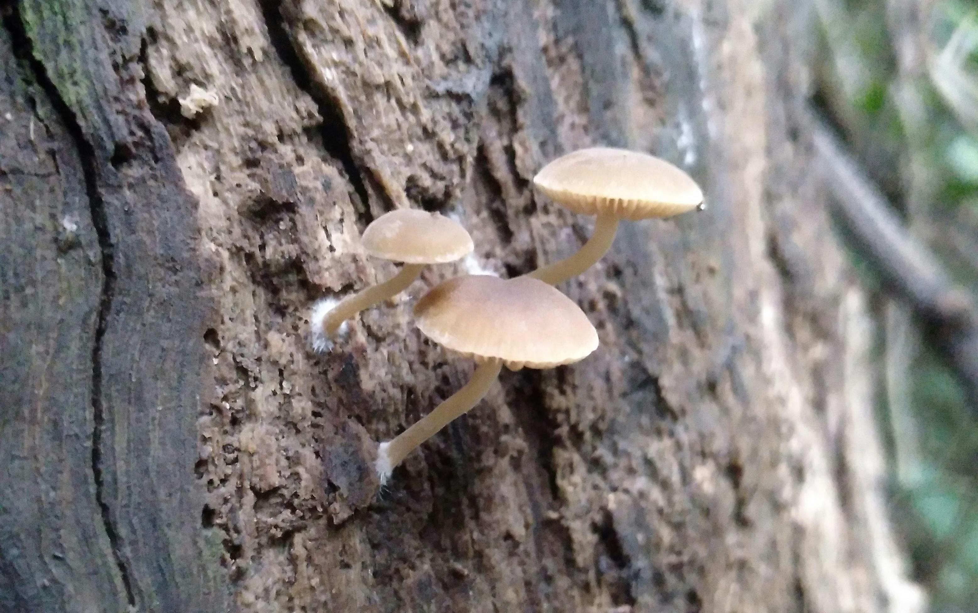 Day time fungus stroll
