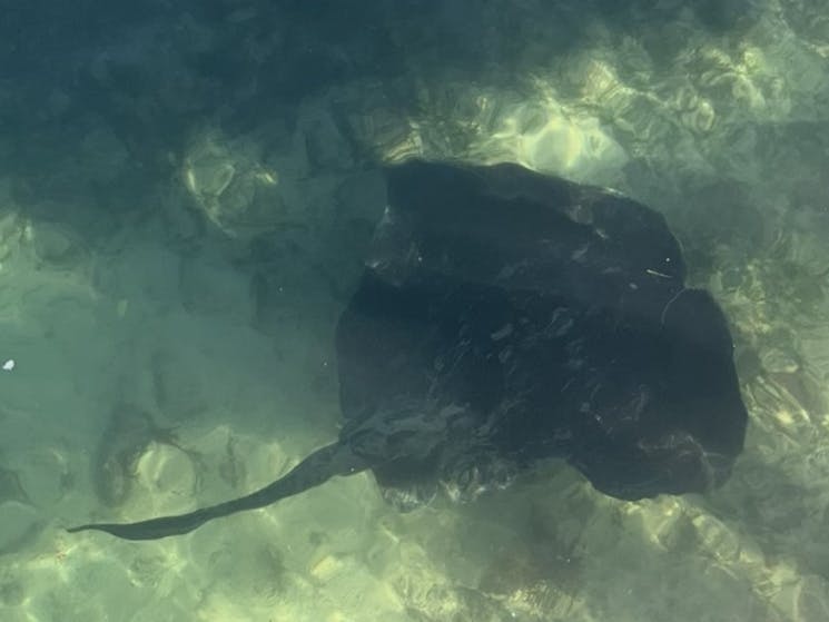 Eagle Ray in water