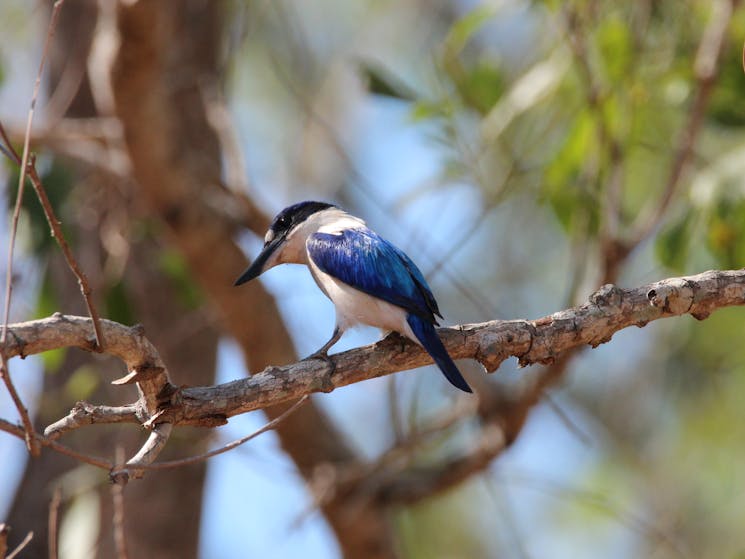 Kingfisher are often spotted in the parkk