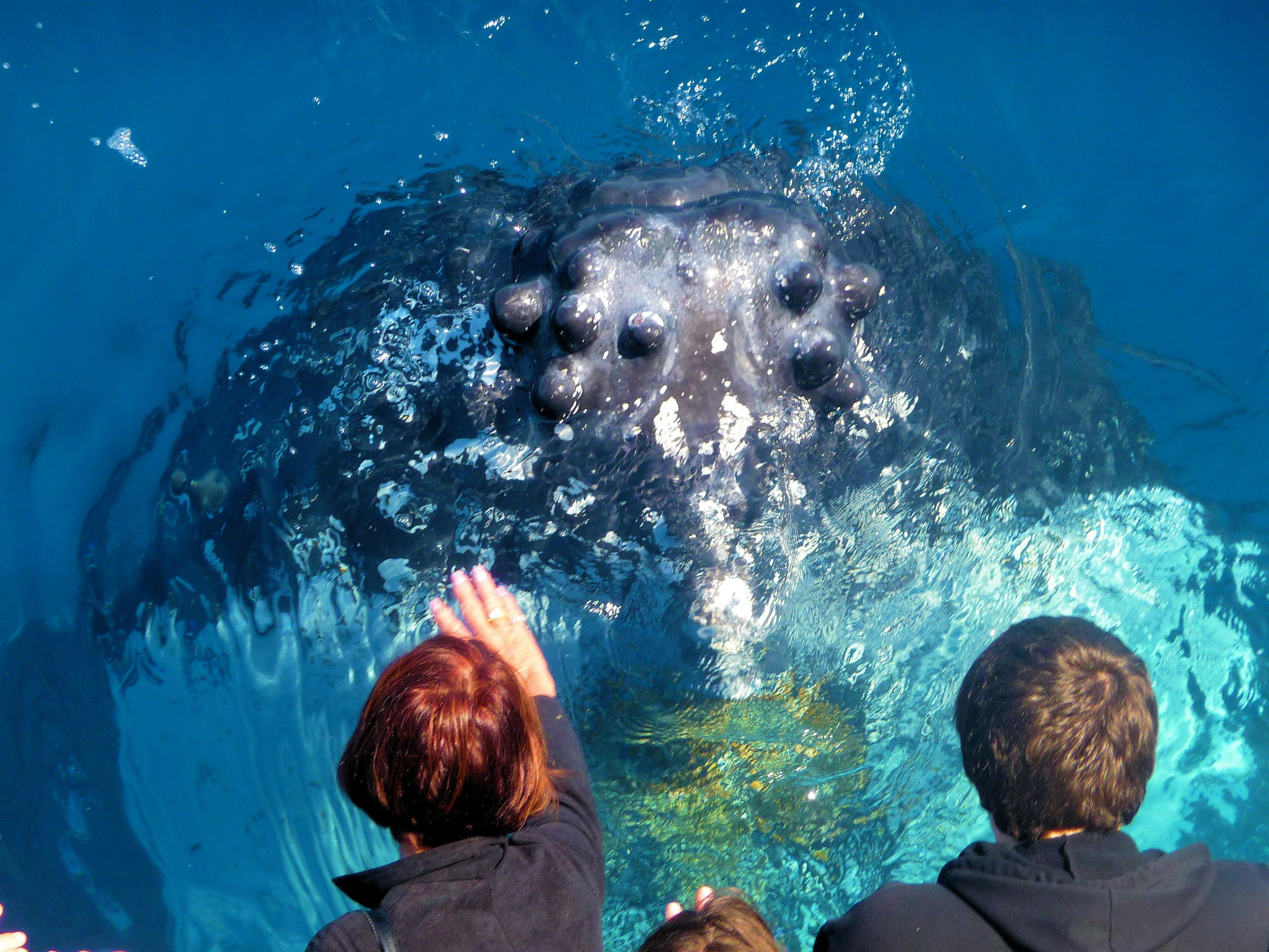 Photo showing people looking at a whale very close up.
