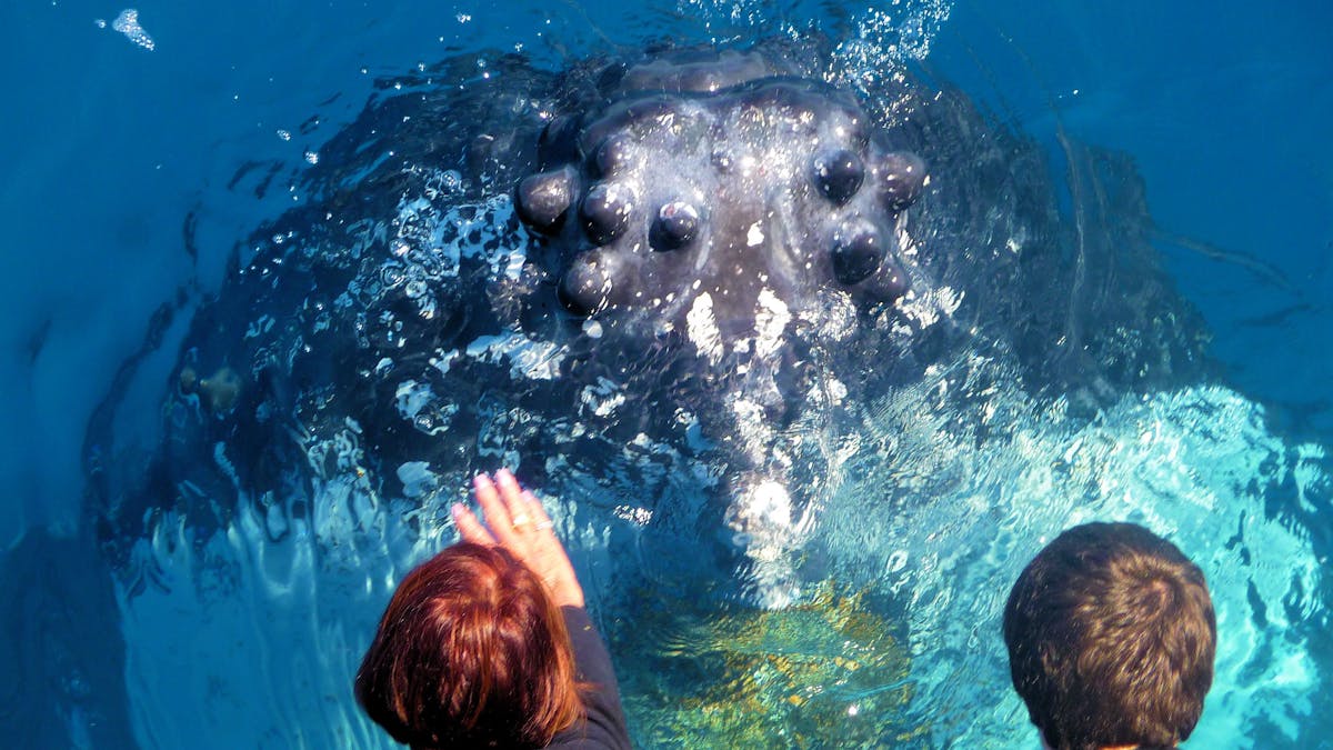 Photo showing people looking at a whale very close up.