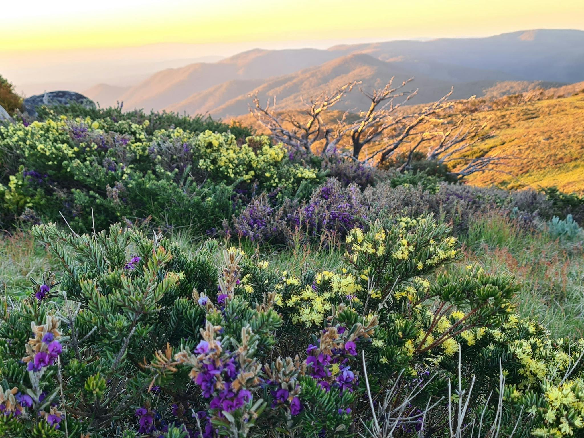 Wildflowers at Mt Stirling