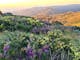 Wildflowers at Mt Stirling