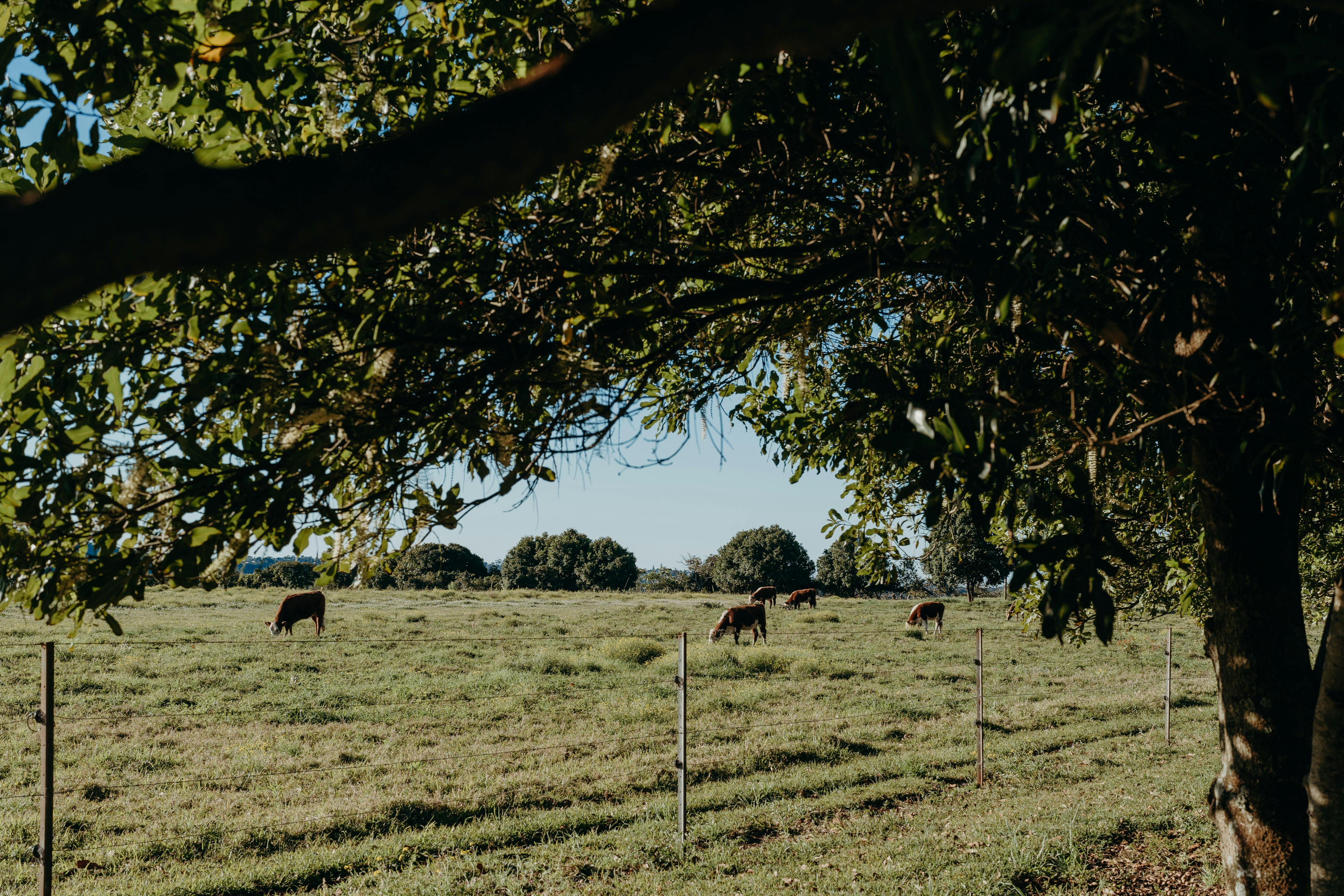 A dining experience with views across the produce and sunflower fields to paddocks in the distance.