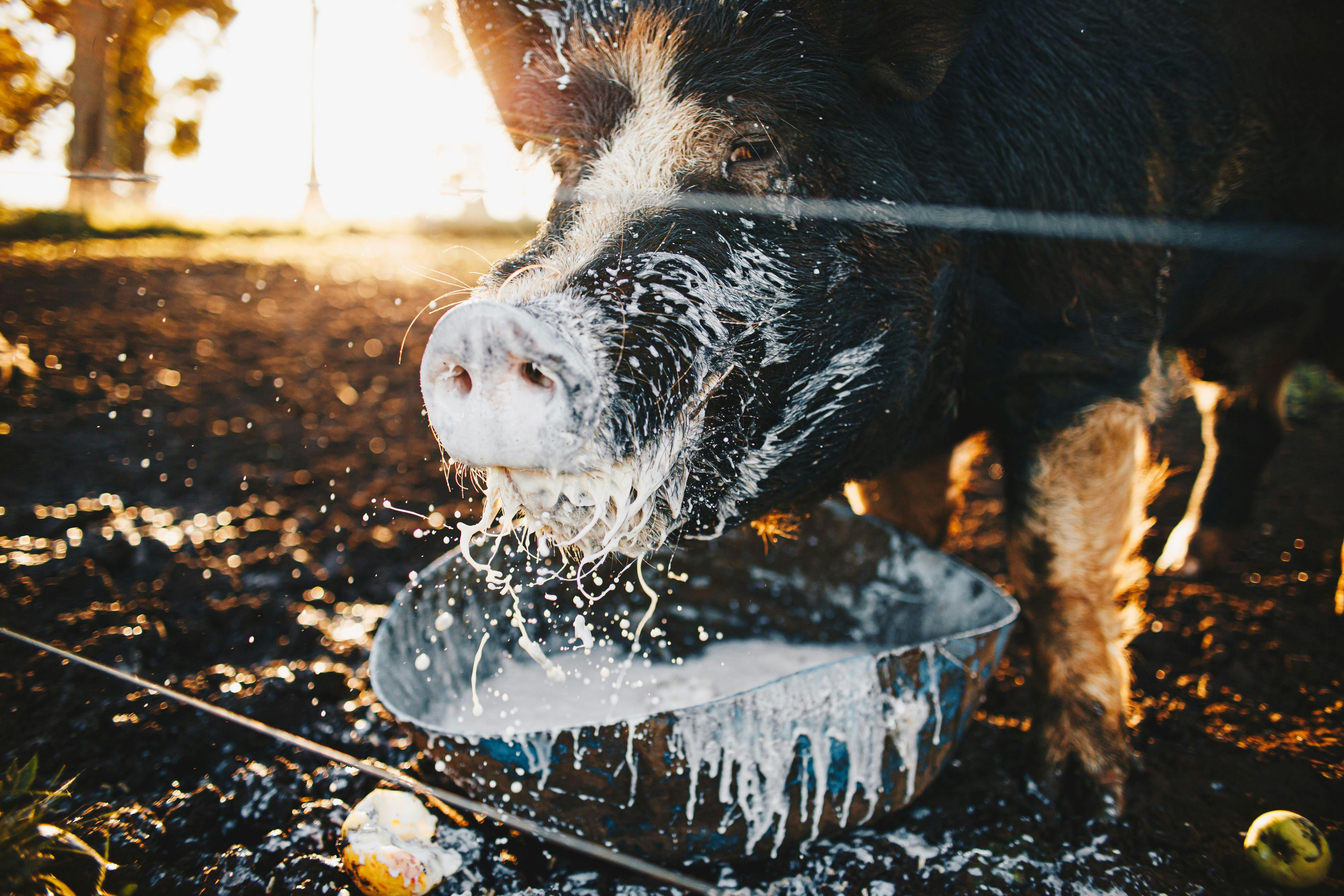Pig drinking milk from a bowl