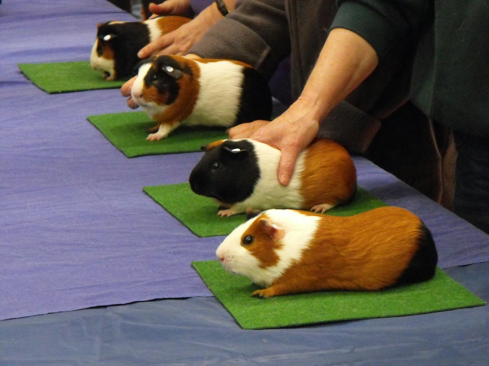 Image for National Cavy Show