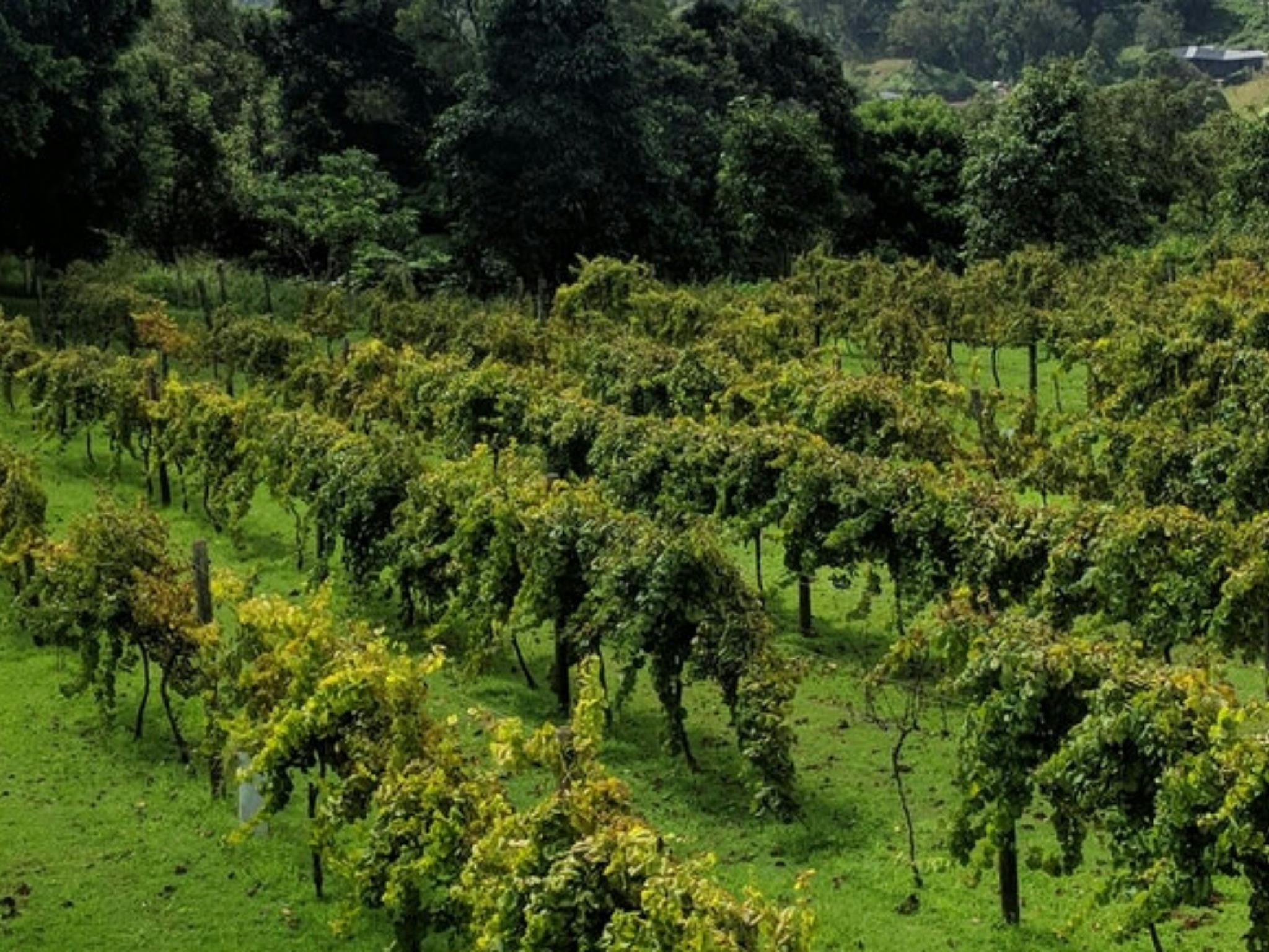 Sunshine Coast Food Tour