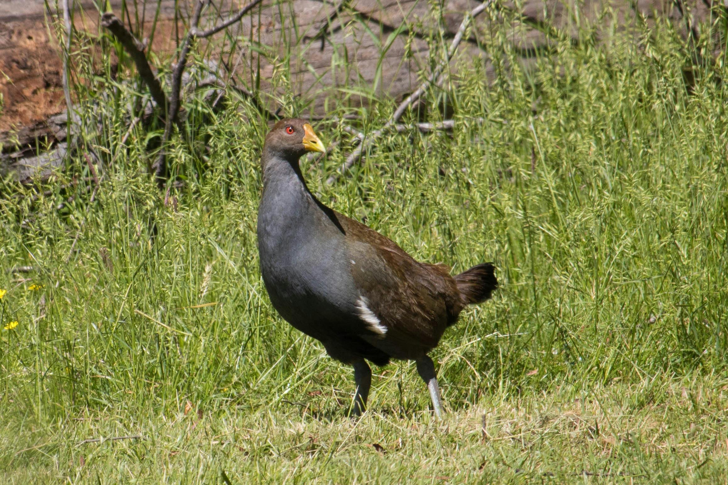 Tasmanian Native Hen