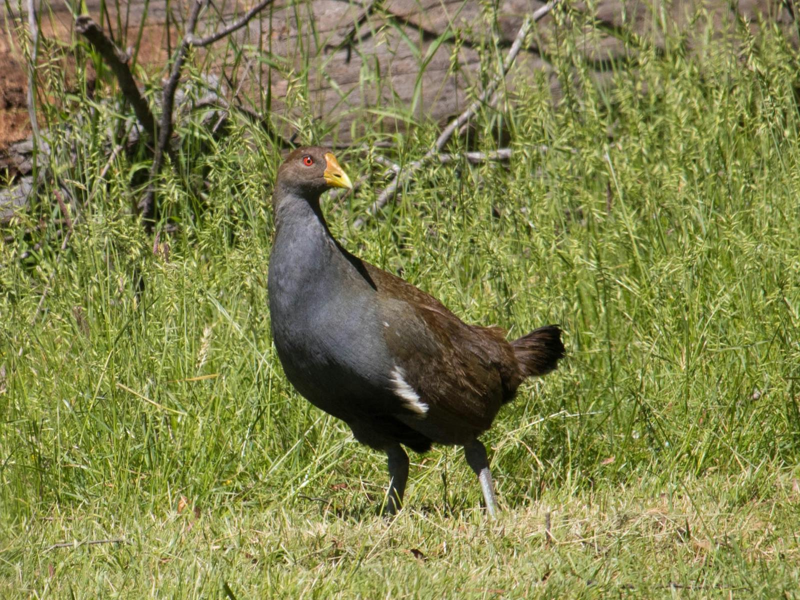 Tasmanian Native Hen
