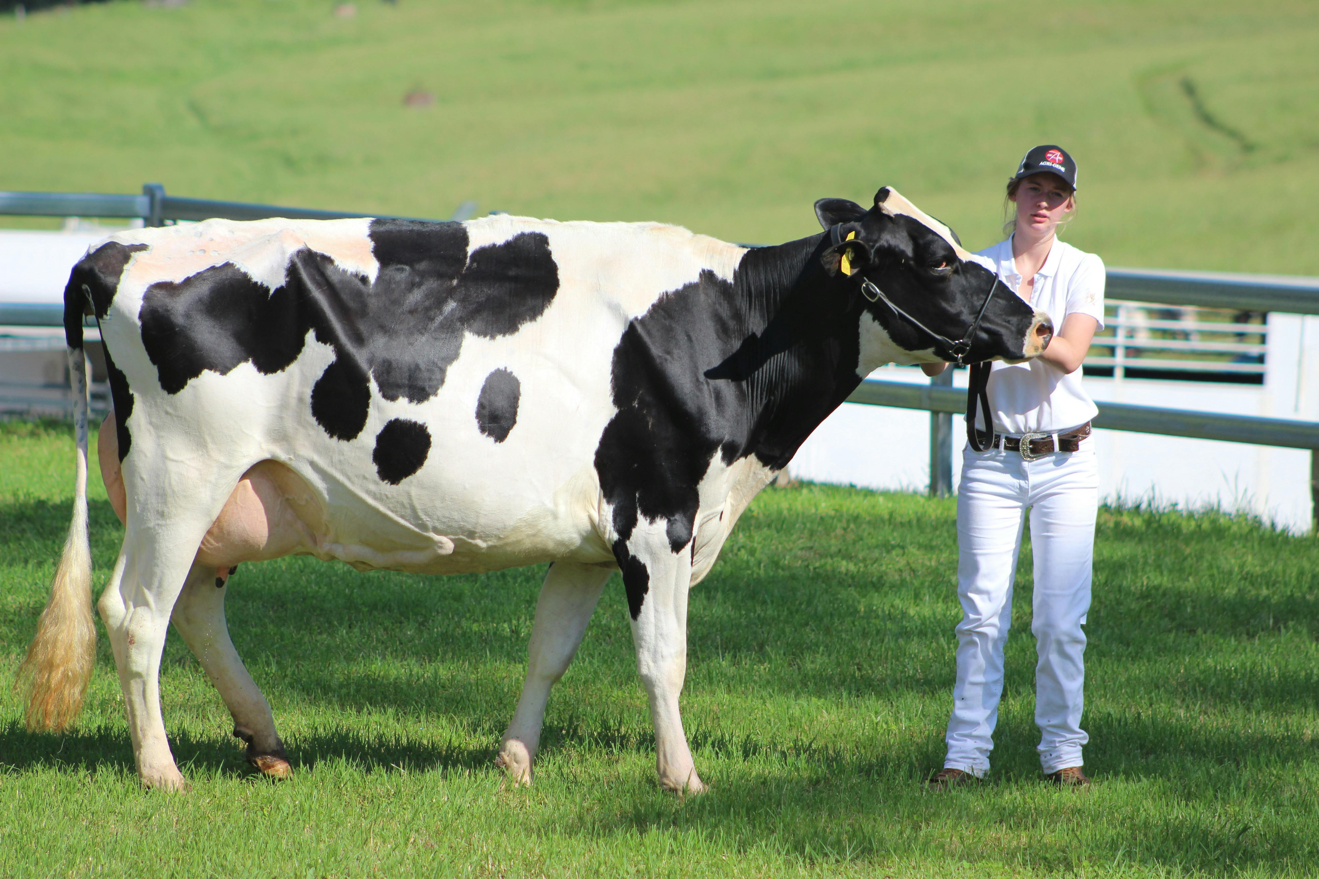 Holstein Dairy Cow Cobargo Show 2019