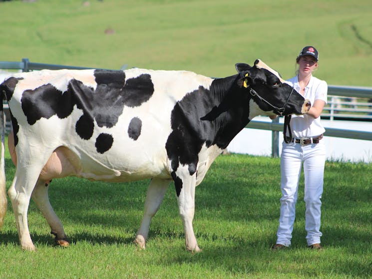 Holstein Dairy Cow Cobargo Show 2019