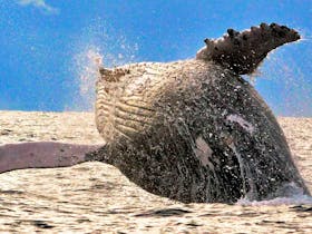 Yamba Whale Watch