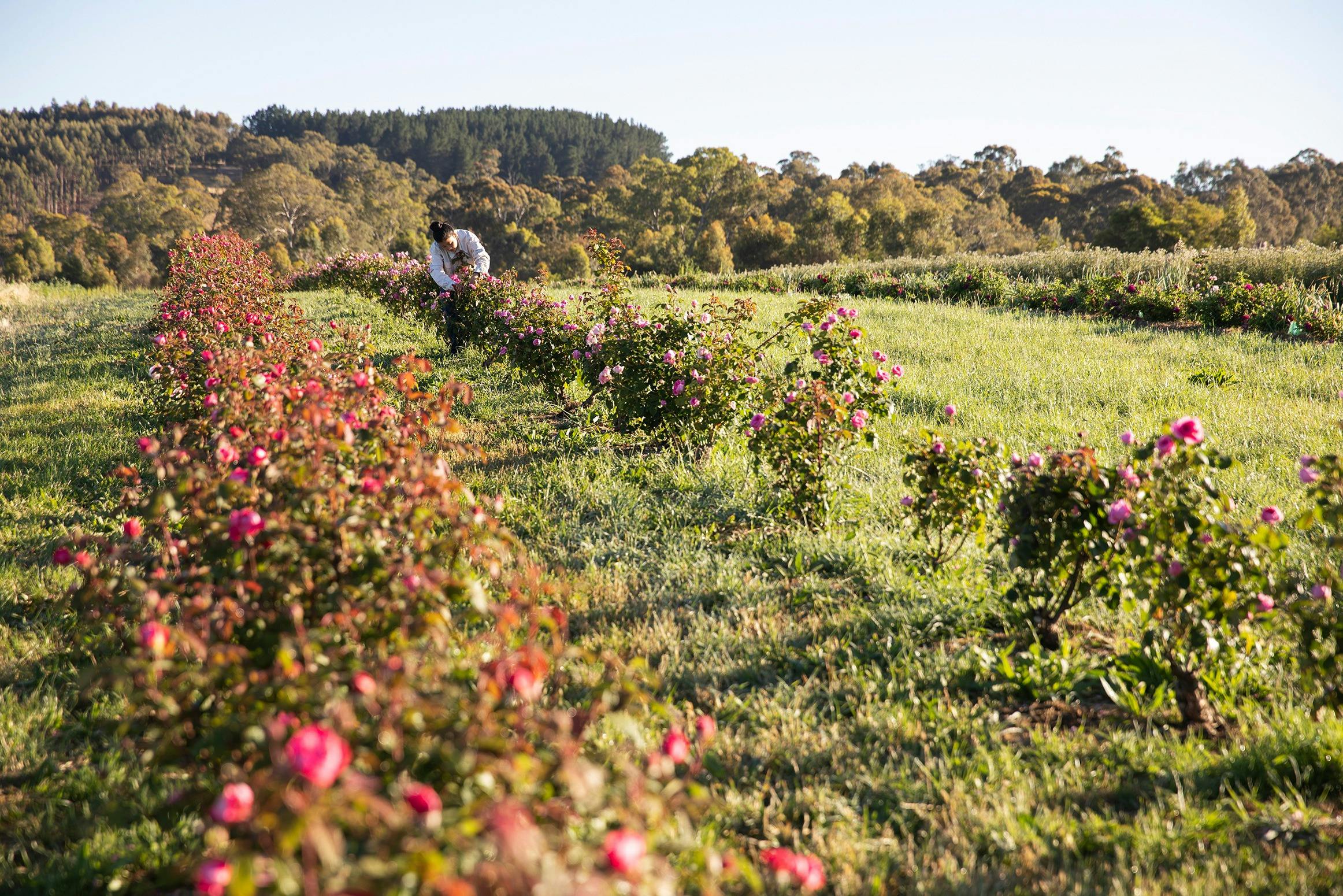 Roses Handpicked Jurlique Farm