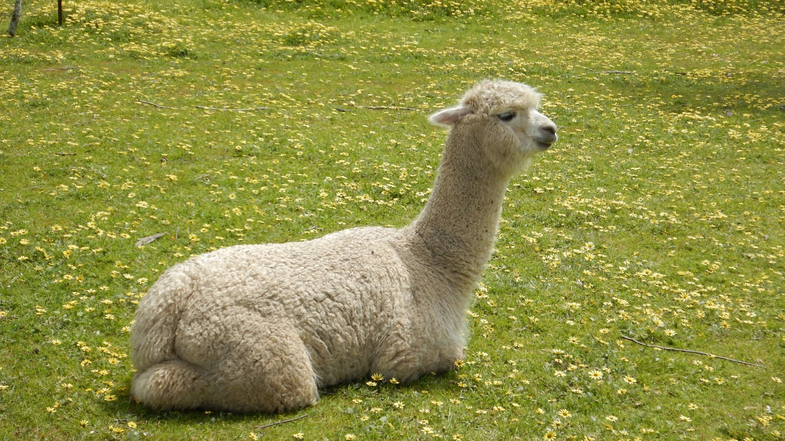 Clearview Alpacas