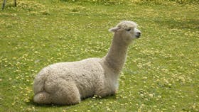 Clearview Alpacas