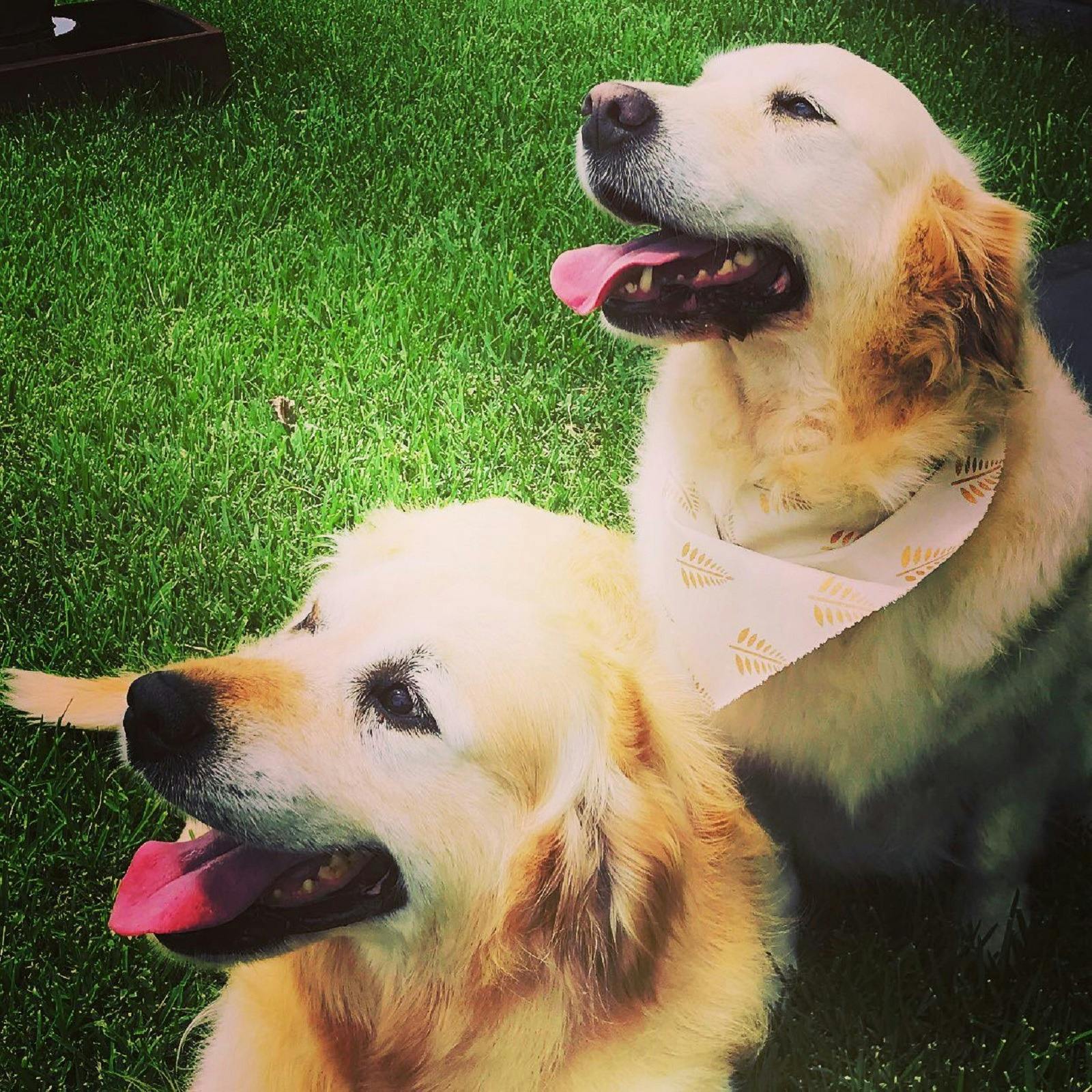 Man’s best friend is always welcome here