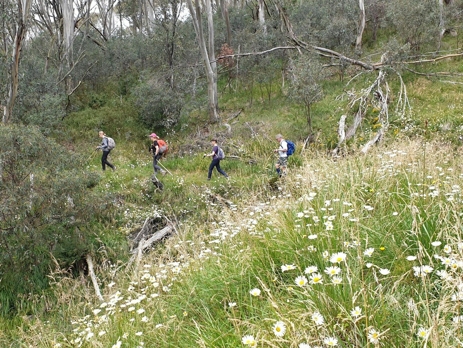 Hiking through wildflowers in the High Country