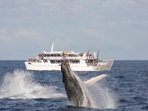 2.5 hour Whale Watching Cruise