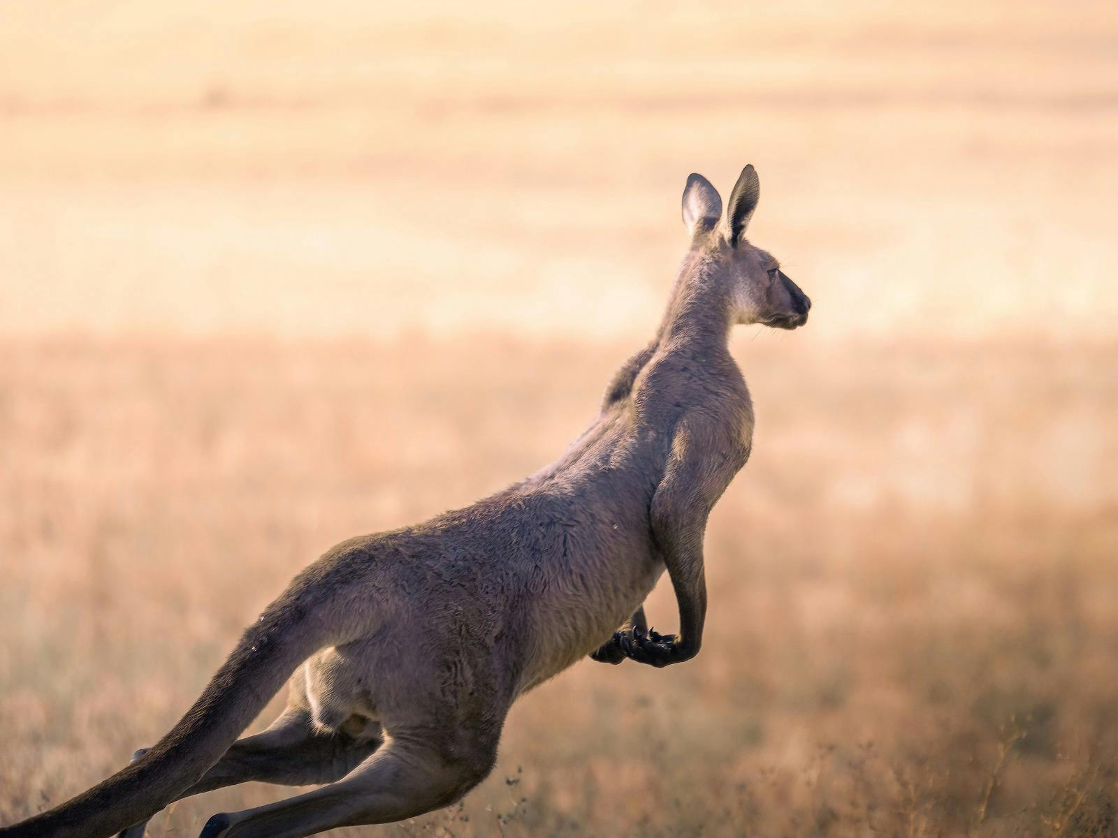 jumping Kangaroo in sunset