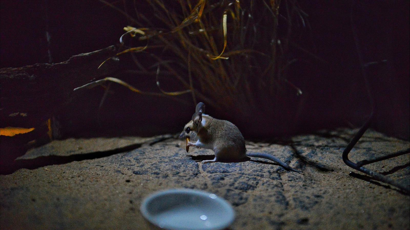 Julia Creek Dunnart