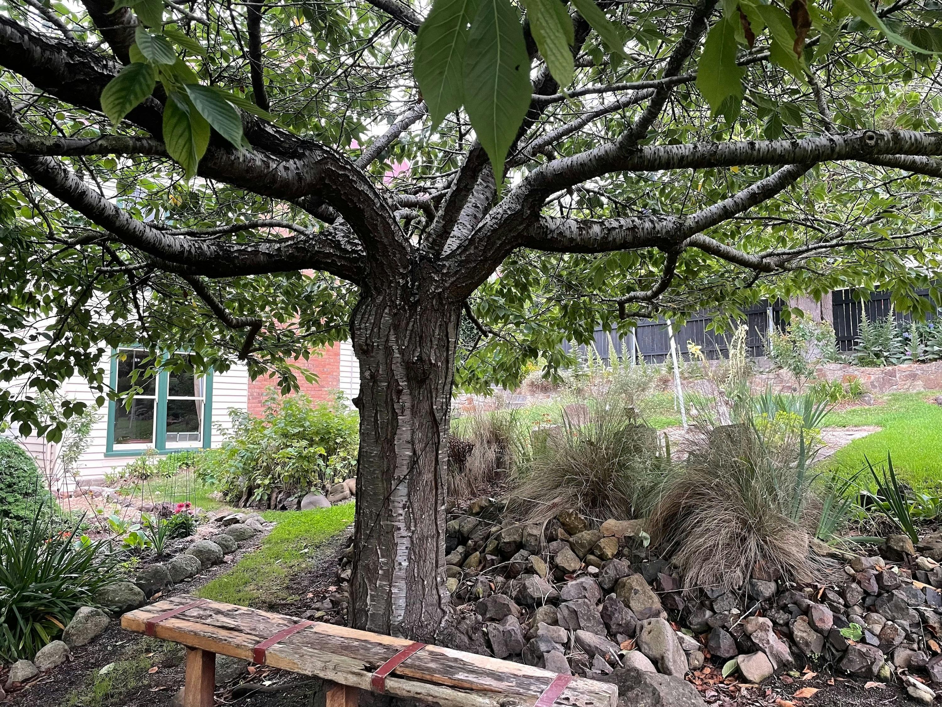 B&B garden beautiful established garden with outdoor seating